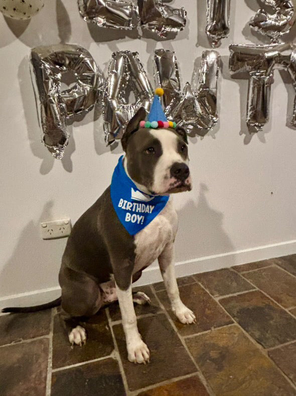 Birthday Boy Scrunchie Bandana