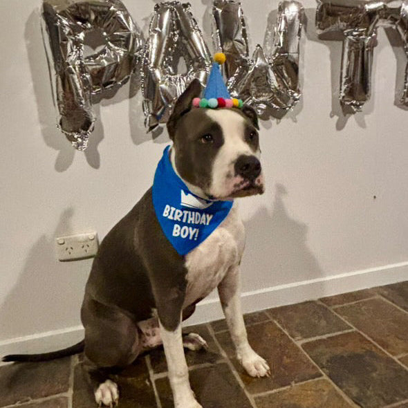 Birthday Boy Scrunchie Bandana