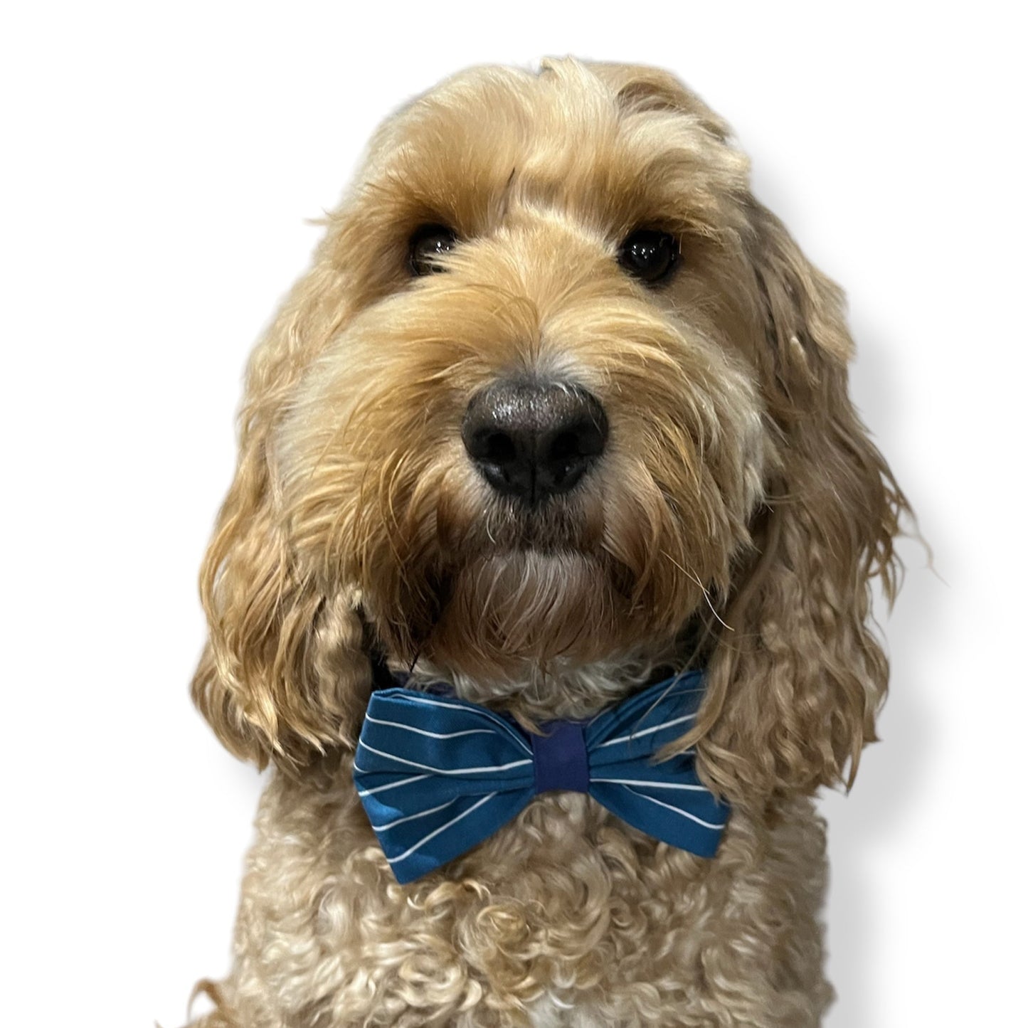 Simply Charming Scrunchie Bow Tie