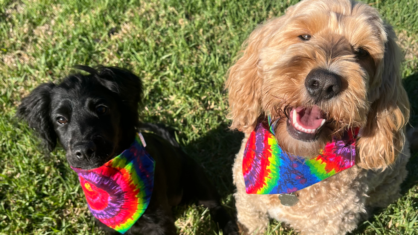 Groovy Paws scrunchie bandana
