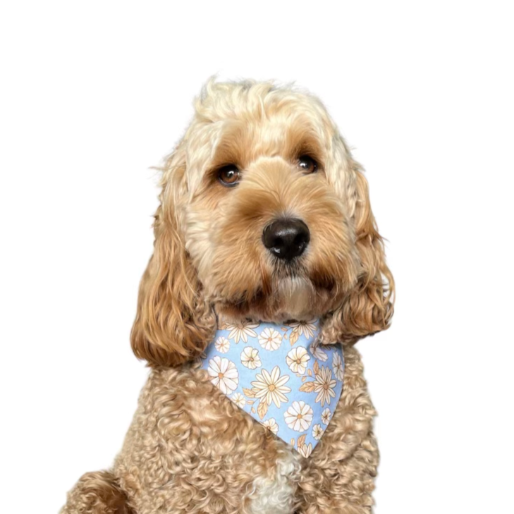 Olivia Scrunchie Bandana