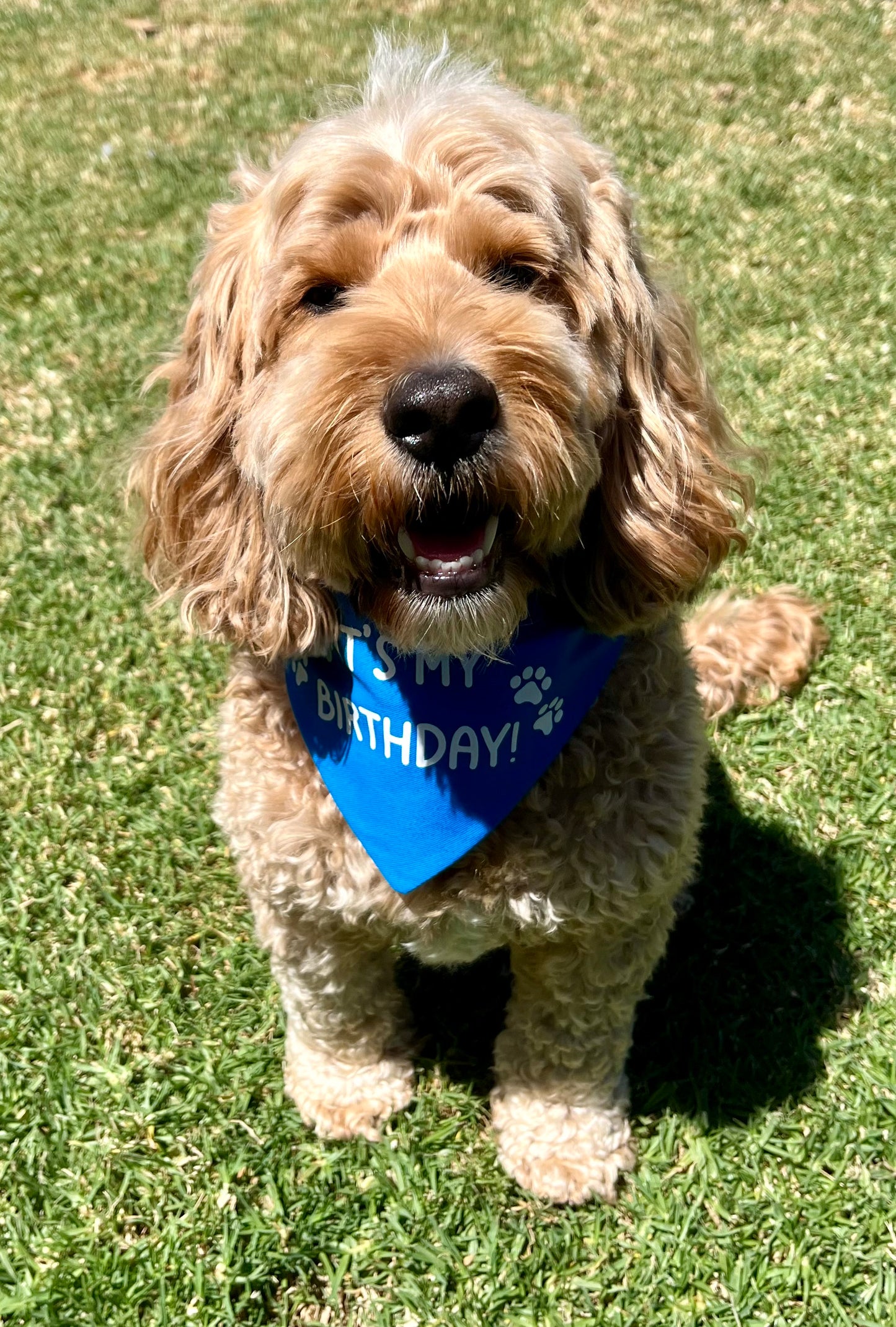 It's My Birthday Scrunchie Bandana (Blue)