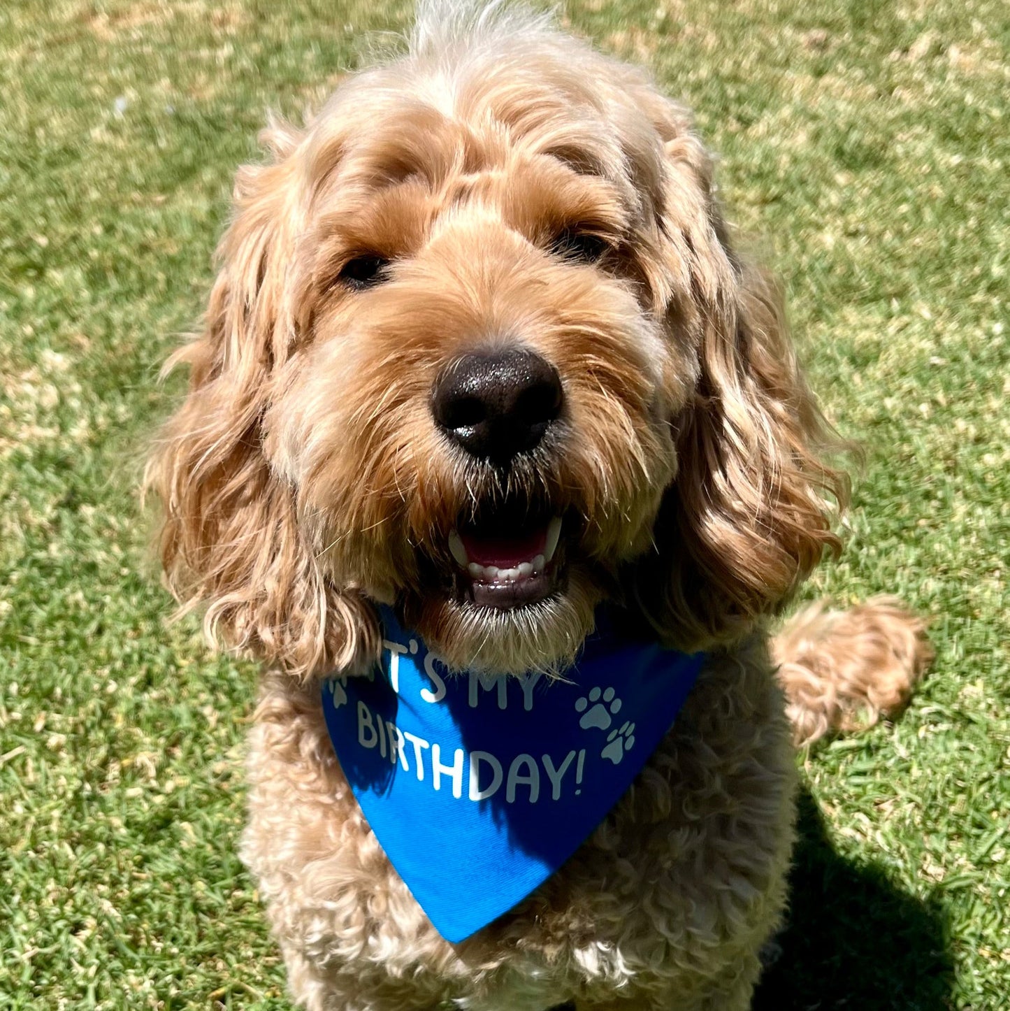 It's My Birthday Scrunchie Bandana (Blue)