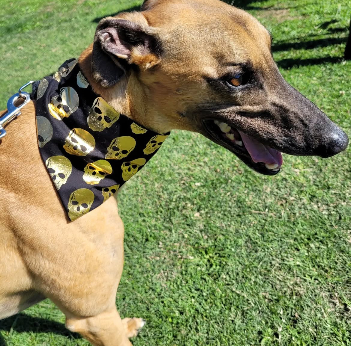 Gold Skulls scrunchie bandana