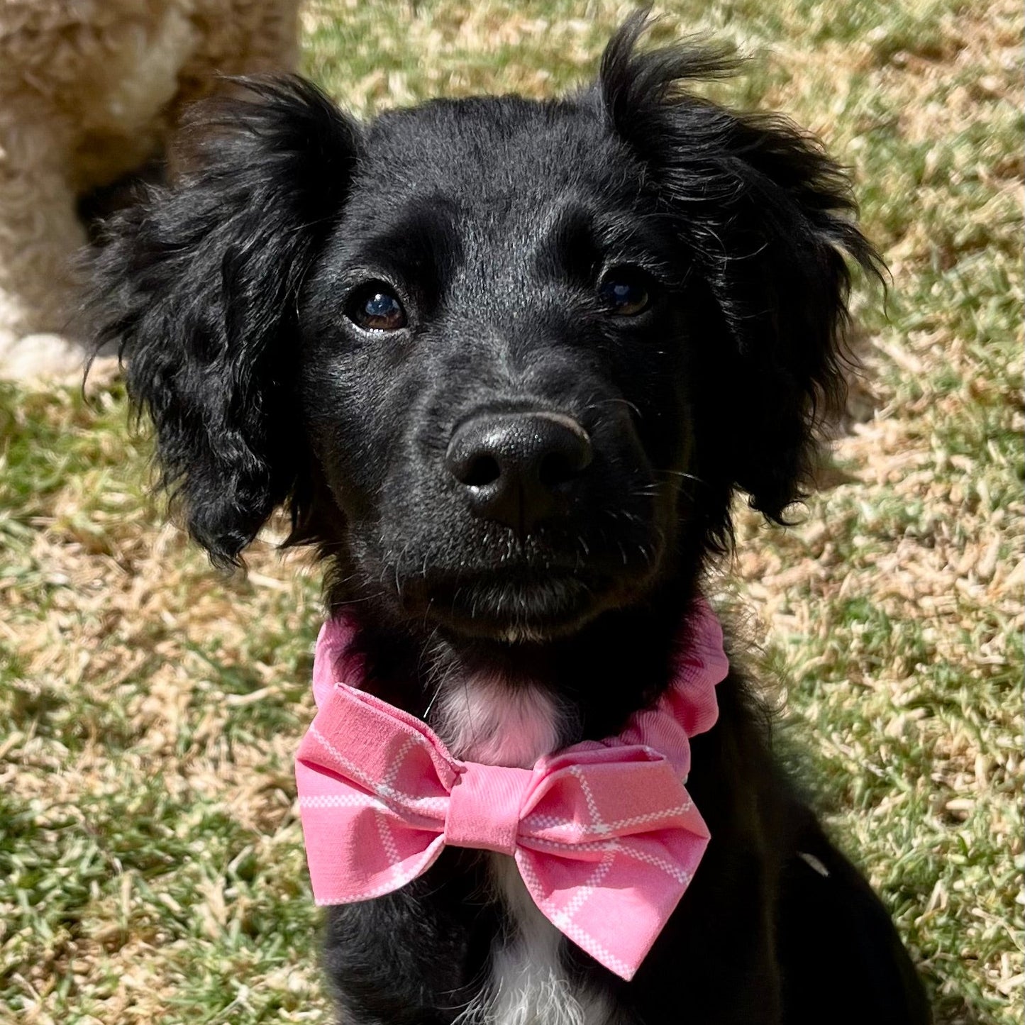 Peony Plaid Scrunchie Bow Tie
