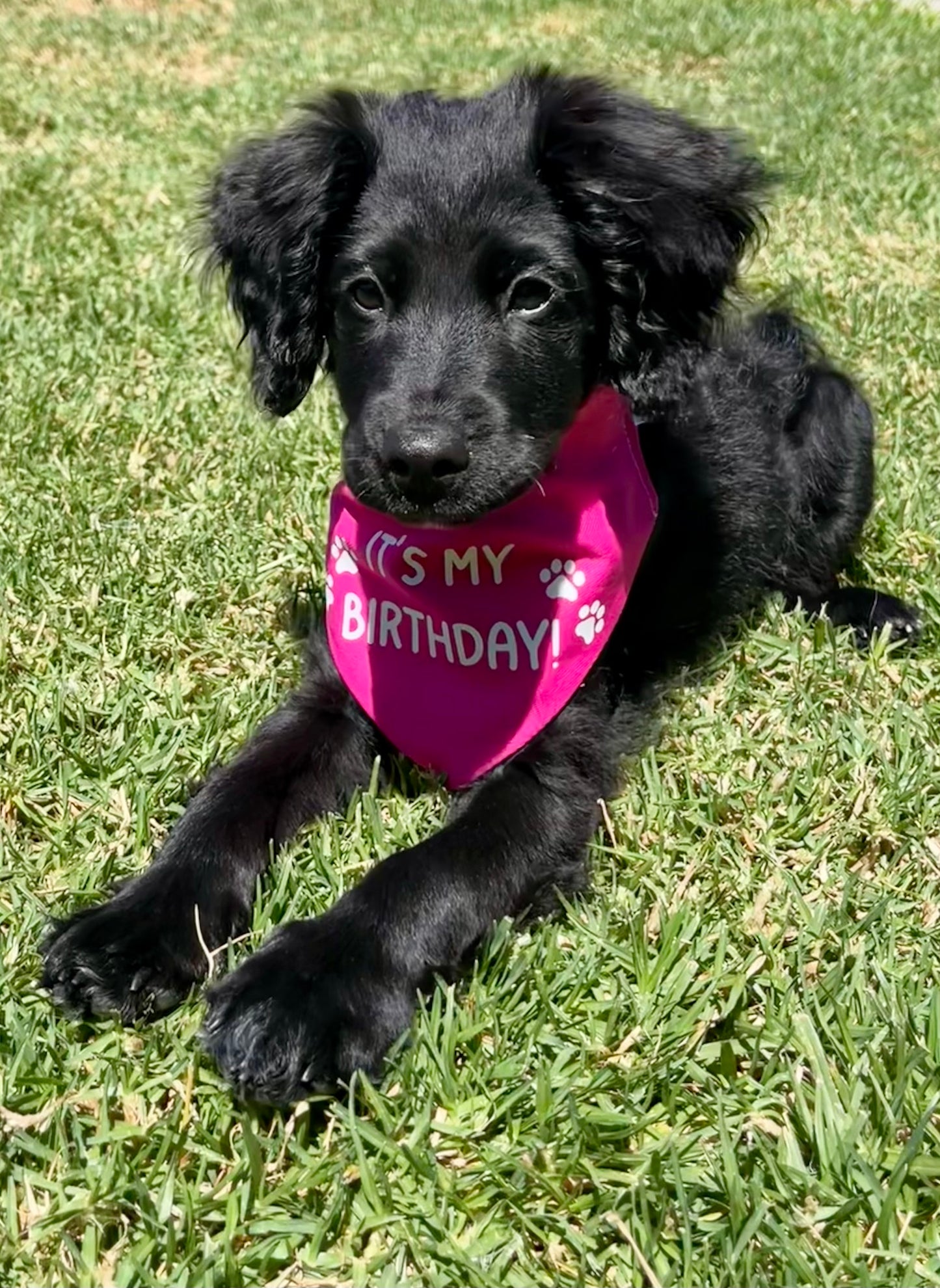 It's My Birthday Scrunchie Bandana (Pink)
