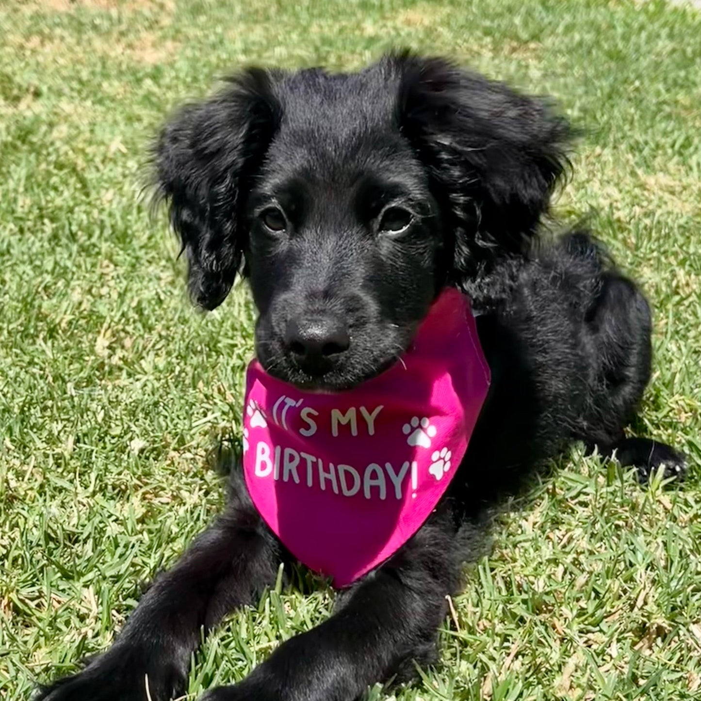 It's My Birthday Scrunchie Bandana (Pink)