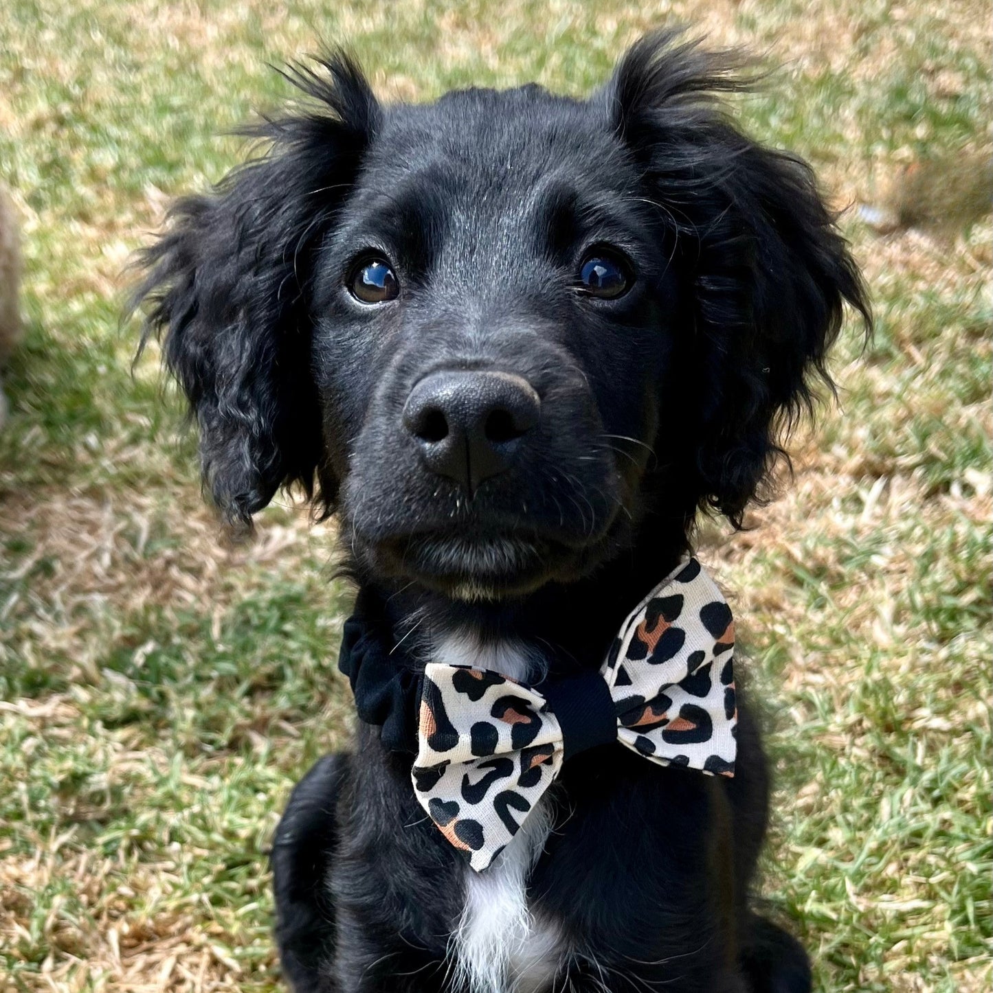 Leopard Scrunchie Bow Tie