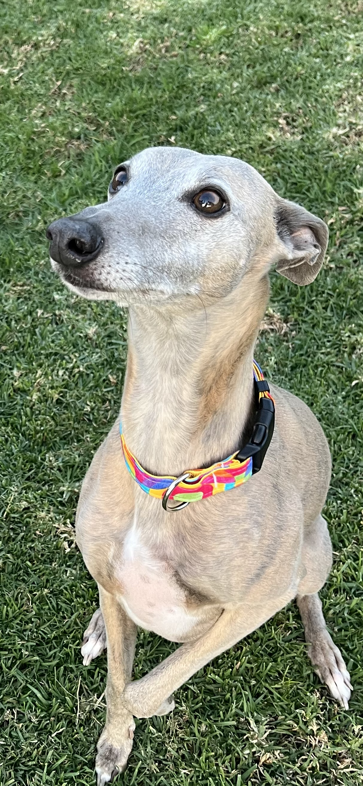 Rainbow Rings Collar