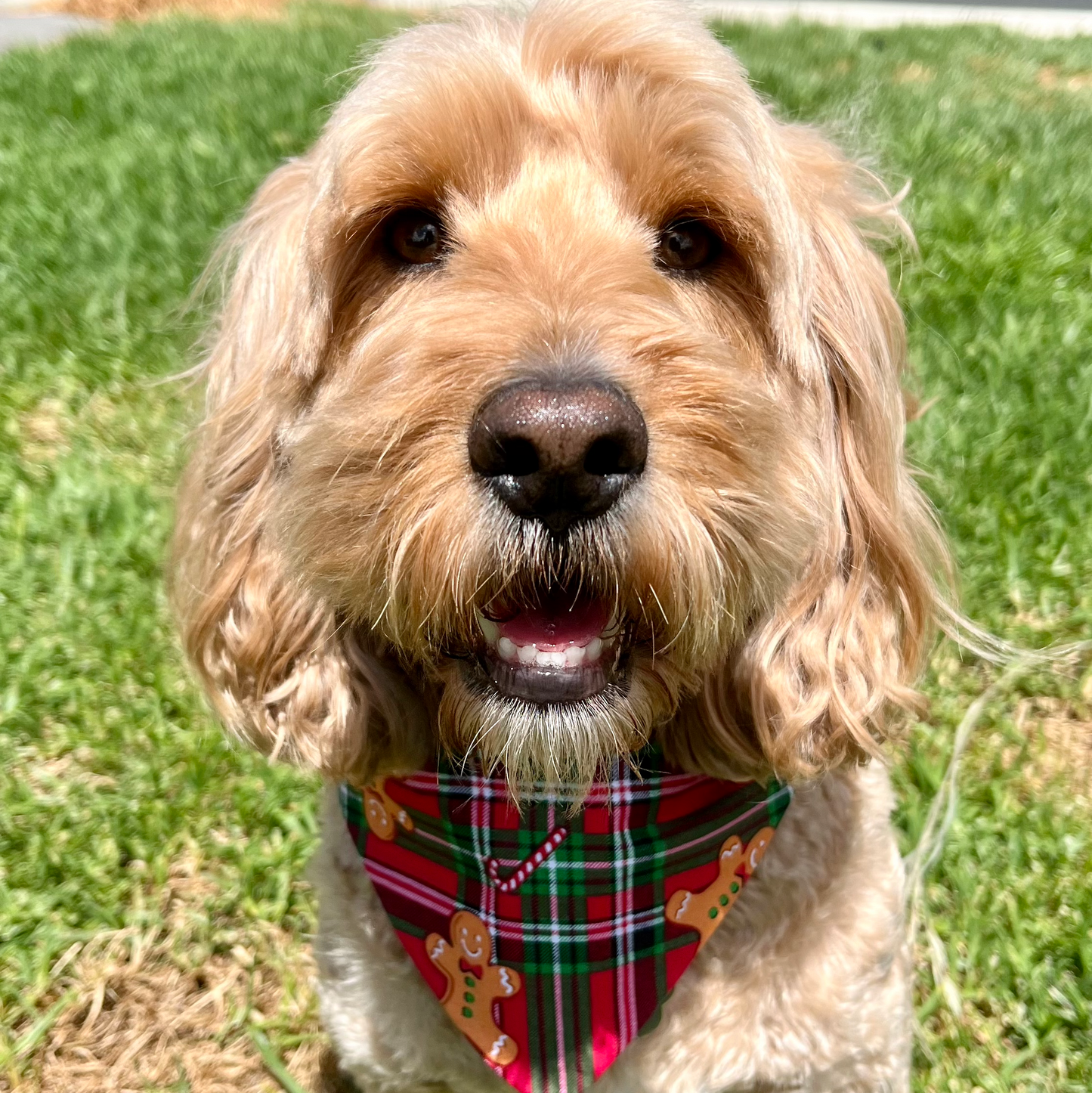 Gingerbread scrunchie bandana
