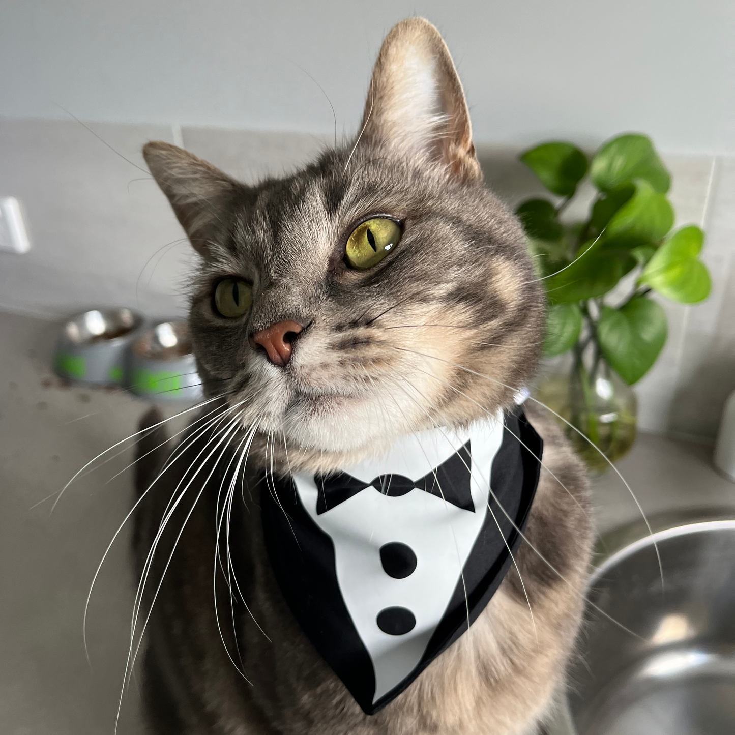Tuxedo Scrunchie Bandana